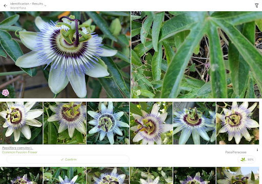 PlantNet Plant Identification screenshot