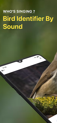 Bird Sound Identifier Bird ID screenshot