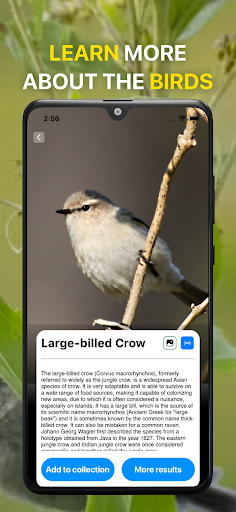 Bird Sound Identifier Bird ID screenshot