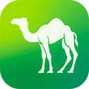 Camel Live